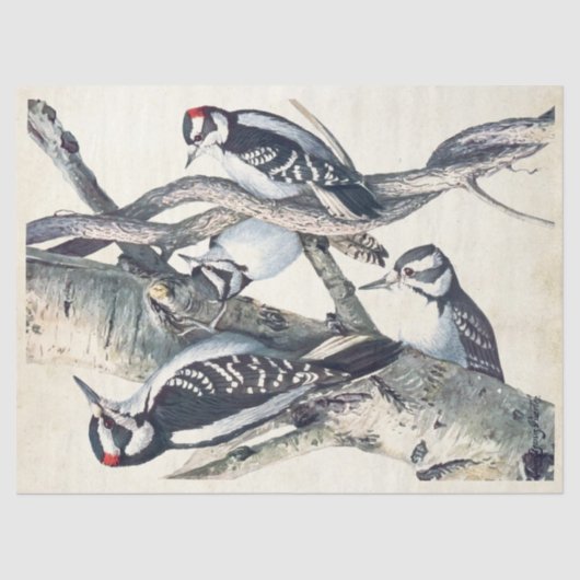  Woodpecker Bird Parchment Decoupage Natuur Tissuepapier (Voorkant)