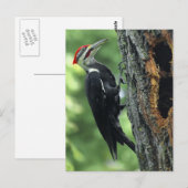 Woodpecker Briefkaart (Voorkant / Achterkant)