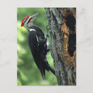 Woodpecker Briefkaart