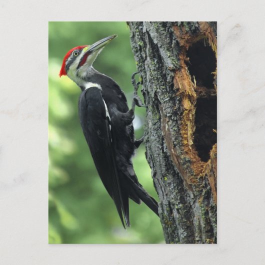 Woodpecker Briefkaart (Voorkant)