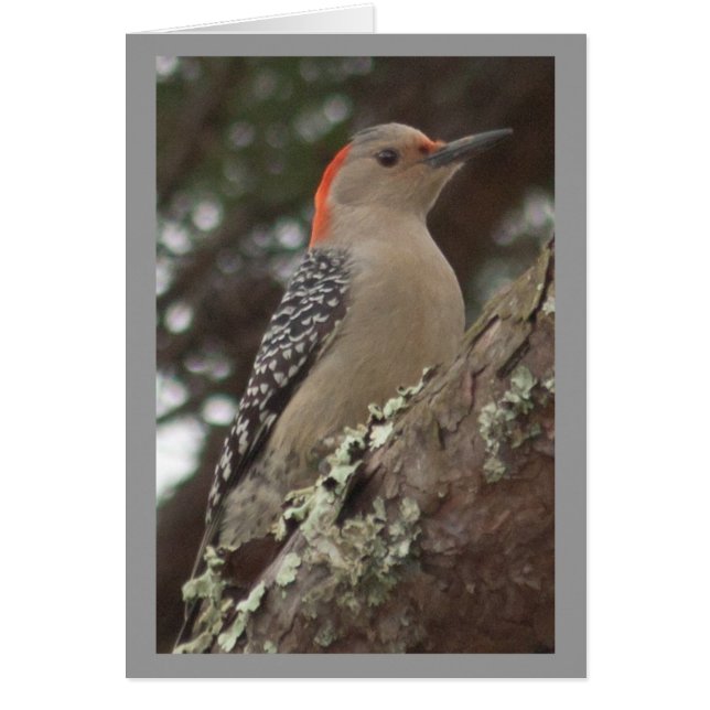 Woodpecker Card (Voorkant)