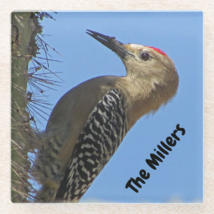Woodpecker Foto Familienaam Southwest Desert Bird Glazen Onderzetter