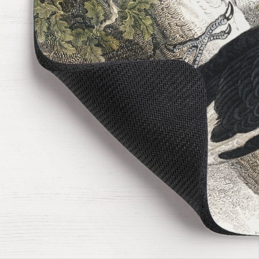 Woodpecker, Green Woodpecker, Woodpecker Bird Muismat (Hoek)