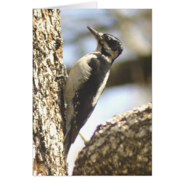 Woodpecker humor Card (Voorkant)