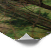 Woodpecker in Spring Poster (Hoek)