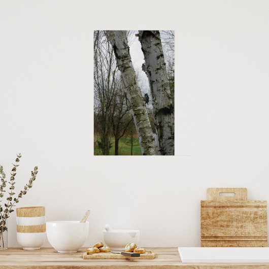 Woodpecker in Spring Poster (Keuken)