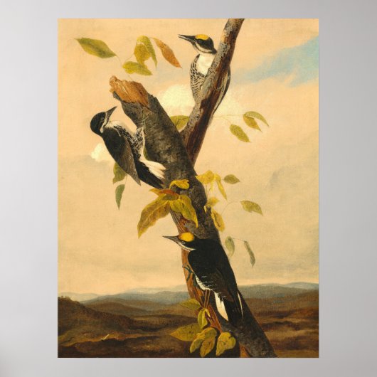 Woodpecker - Joseph B. Kidd Fine Art Poster (Voorkant)