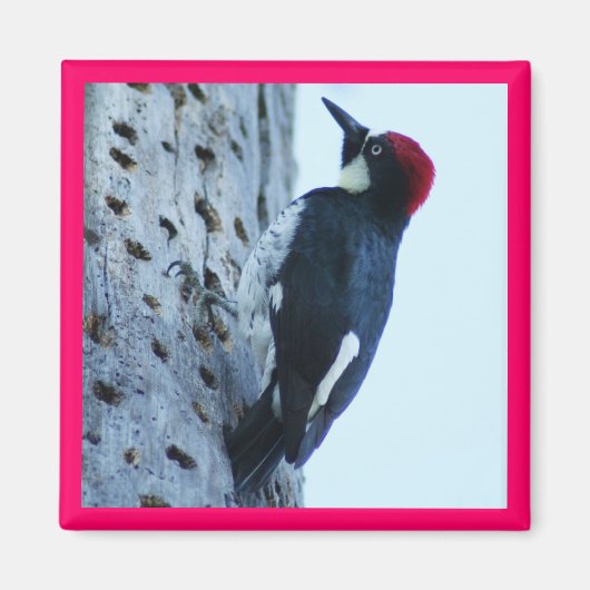 Woodpecker Magneet (Voorkant)