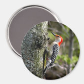 Woodpecker Magneet (Voorkant / Achterkant)