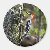 Woodpecker Magneet (Voorkant)