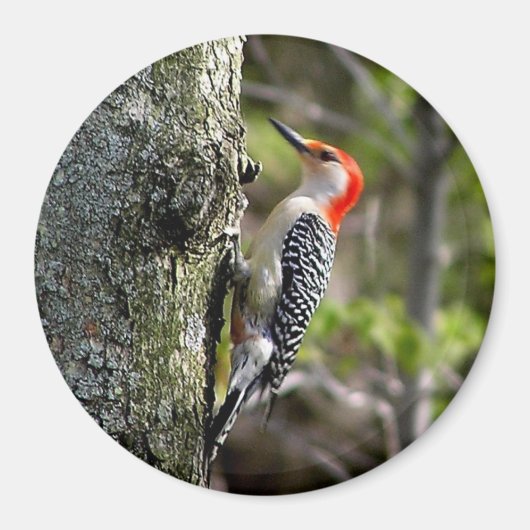 Woodpecker Magneet (Voorkant)
