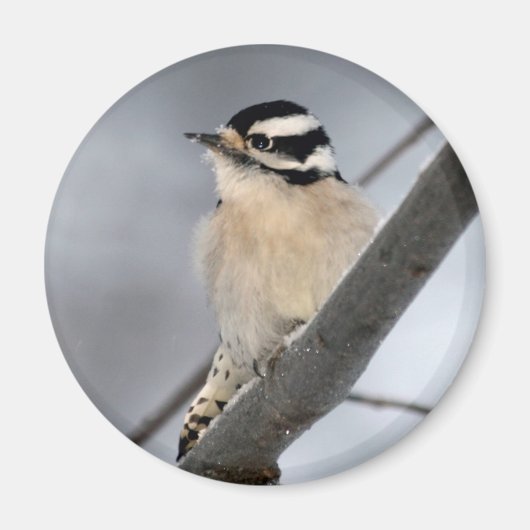 Woodpecker Magnet (Voorkant)