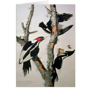 Woodpecker met ivoren buik uit 'Amerikaanse vogels