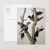 Woodpecker met ivoren buik uit 'Amerikaanse vogels Briefkaart (Voorkant / Achterkant)
