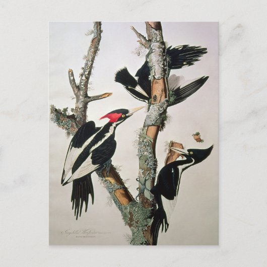 Woodpecker met ivoren buik uit 'Amerikaanse vogels Briefkaart (Voorkant)