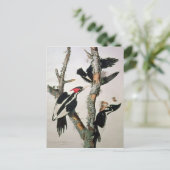 Woodpecker met ivoren buik uit 'Amerikaanse vogels Briefkaart (Staand voorkant)