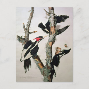 Woodpecker met ivoren buik uit 'Amerikaanse vogels Briefkaart