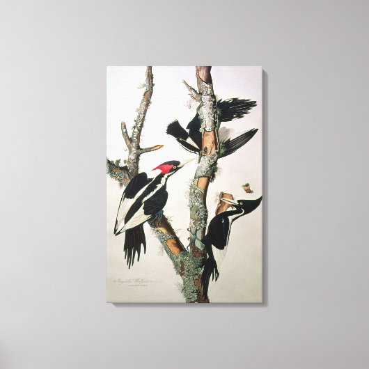 Woodpecker met ivoren buik uit 'Amerikaanse vogels Canvas Afdruk (Voorkant)