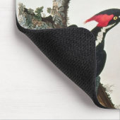 Woodpecker met ivoren buik uit 'Amerikaanse vogels Muismat (Hoek)