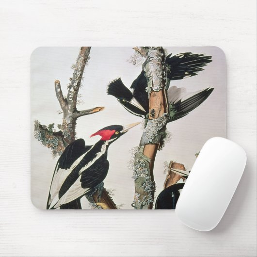 Woodpecker met ivoren buik uit 'Amerikaanse vogels Muismat (Met muis)