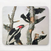 Woodpecker met ivoren buik uit 'Amerikaanse vogels Muismat (Voorkant)