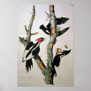 Woodpecker met ivoren buik uit 'Amerikaanse vogels Poster