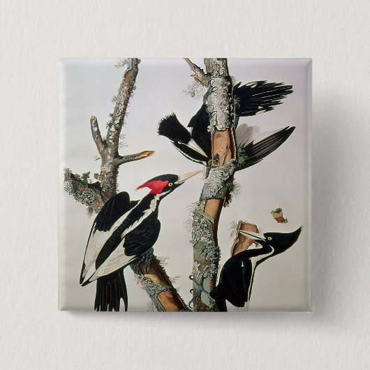Woodpecker met ivoren buik uit 'Amerikaanse vogels Vierkante Button 5,1 Cm (Voorkant)