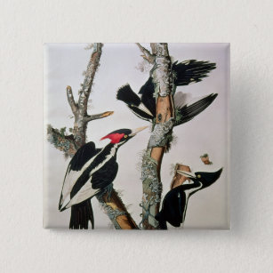 Woodpecker met ivoren buik uit 'Amerikaanse vogels Vierkante Button 5,1 Cm