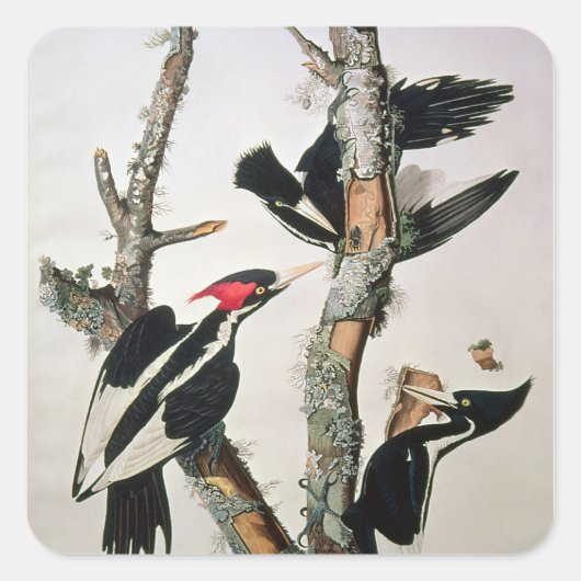 Woodpecker met ivoren buik uit 'Amerikaanse vogels Vierkante Sticker (Voorkant)