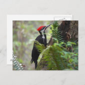 Woodpecker op boom briefkaart (Voorkant / Achterkant)