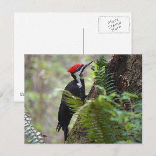 Woodpecker op boom briefkaart (Voorkant / Achterkant)