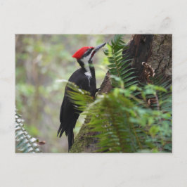 Woodpecker op boom briefkaart