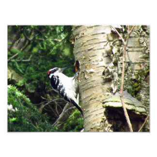 Woodpecker Photo Print Foto Afdruk