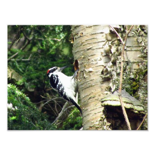 Woodpecker Photo Print Foto Afdruk (Voorkant)