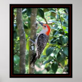 Woodpecker Poster (Voorkant)