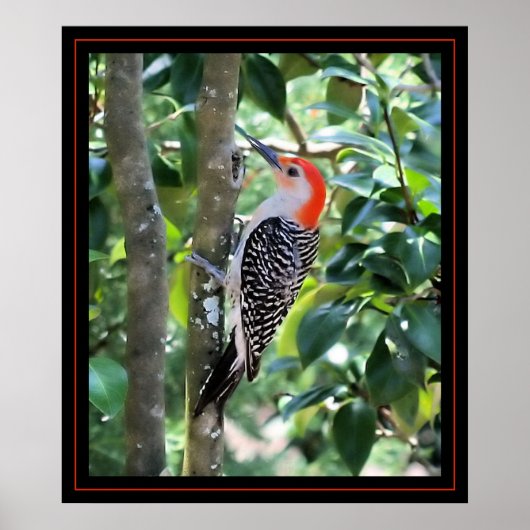 Woodpecker Poster (Voorkant)