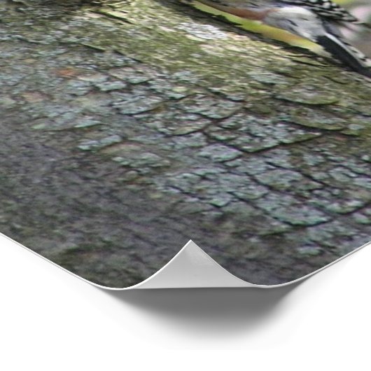 Woodpecker Poster (Hoek)