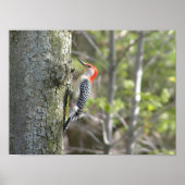 Woodpecker Poster (Voorkant)