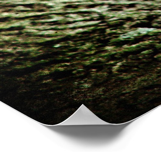 Woodpecker Poster (Hoek)