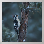 Woodpecker sits on a tree trunk poster (Voorkant)