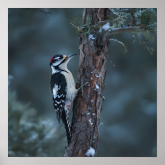 Woodpecker sits on a tree trunk poster