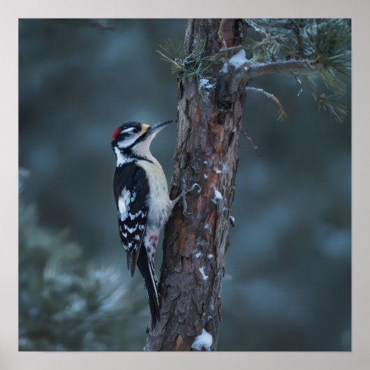 Woodpecker sits on a tree trunk poster (Voorkant)
