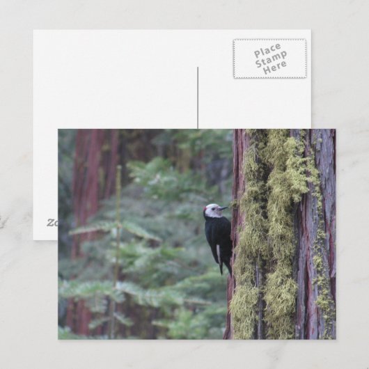 Woodpecker- Yosemite Briefkaart (Voorkant / Achterkant)