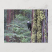 Woodpecker- Yosemite Briefkaart (Voorkant)