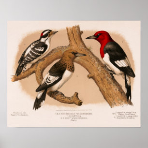 Woodpeckers 1874 gerestaureerde lithograaf poster