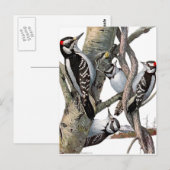 Woodpeckers Briefkaart (Voorkant / Achterkant)