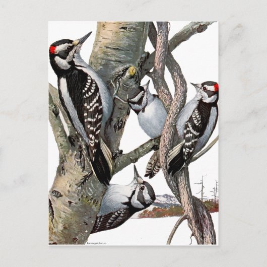 Woodpeckers Briefkaart (Voorkant)