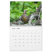 Woodpeckers Calendar Kalender (Mar 2026)