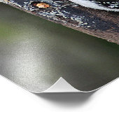 Woodpeckers Foto afdrukken (Hoek)