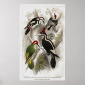 Woodpeckers Poster (Voorkant)